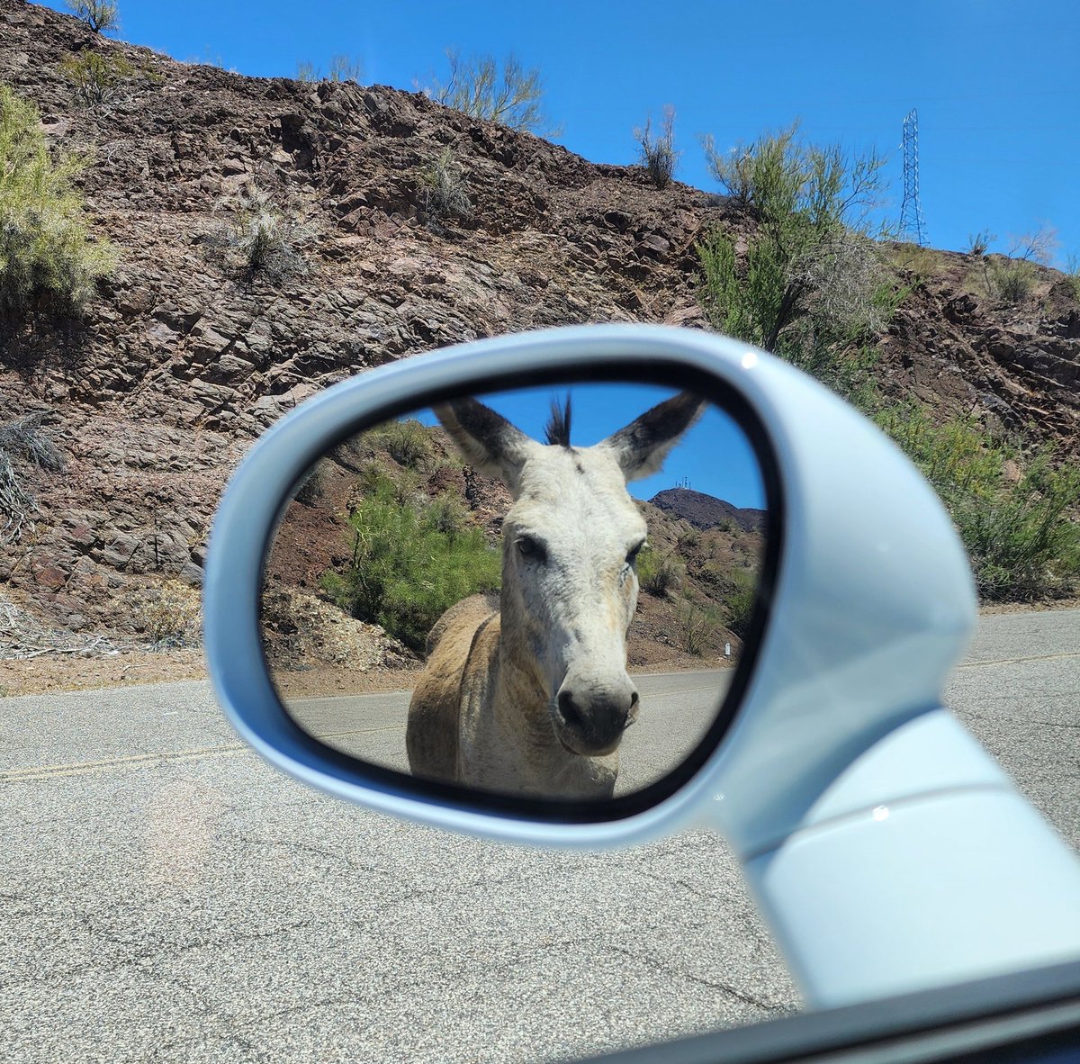 This donkey is not as friendly as the rest I call him the Ringleader. He stands alone on the CA95 spur he's has some other young males with him that hide they will circle your car! Take care, don't feed the donkeys and I love this today! #ColoradoRiver #ParkerAZ #LakeHavasu