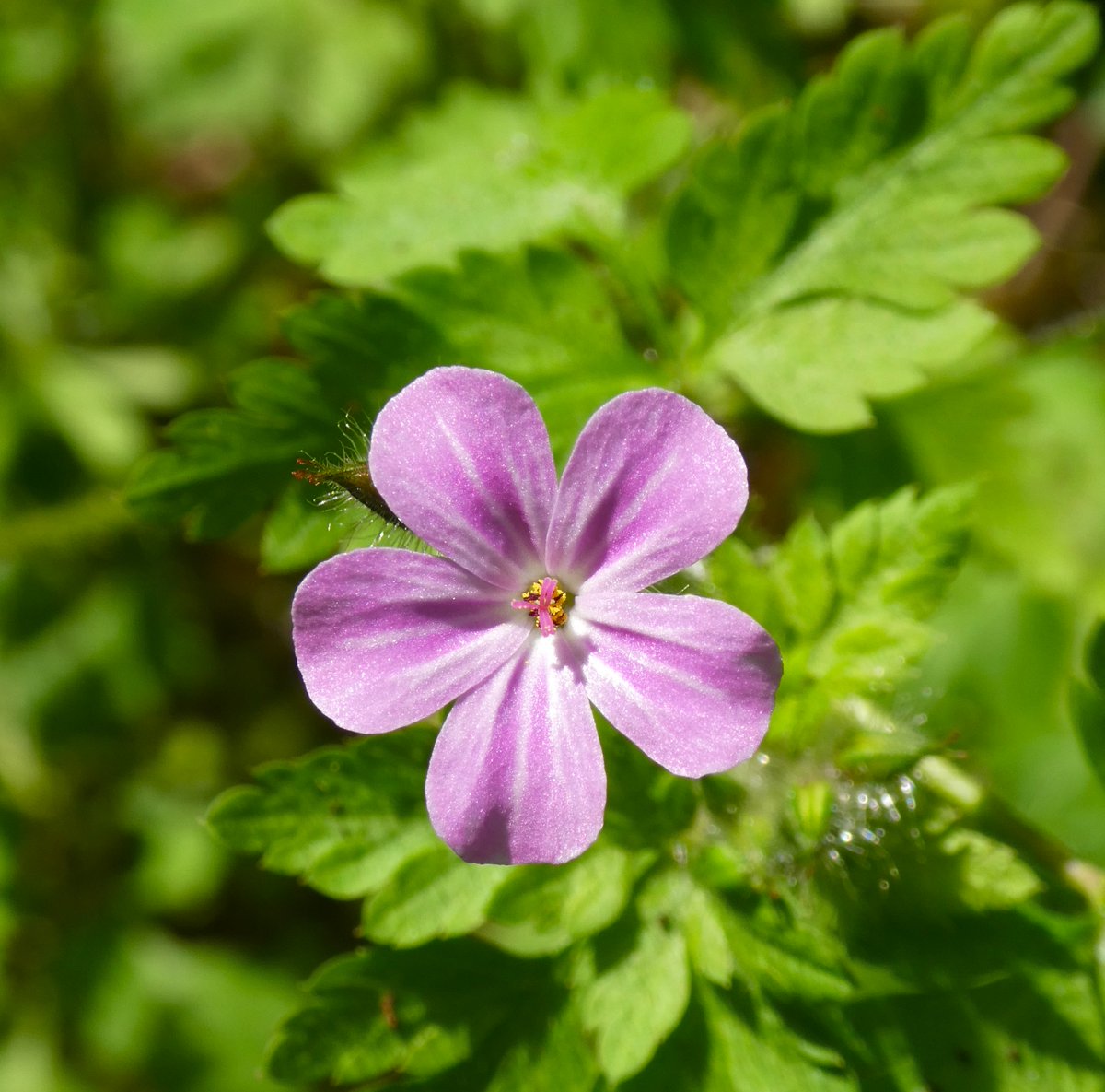 The delicate beauty of herb-Robert🌸 There are no shortage of suspects for its name - it may be named after Robin Goodfellow, Robert Duke of Normandy, St. Robert, St. Rupert, or a certain 11th-century monk who used it as an effective cure🩷#FolkloreThursday