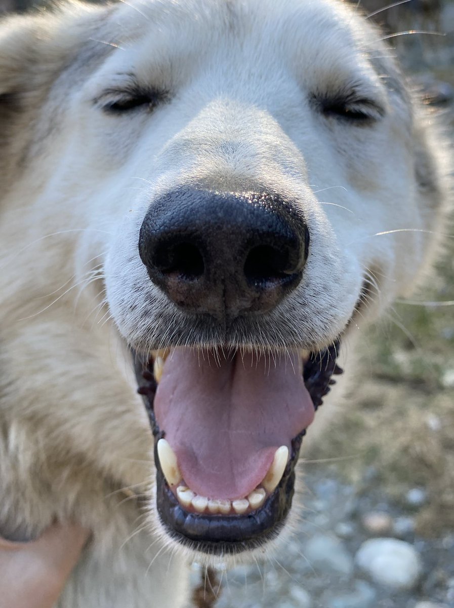 New Patreon post: The team arrives in Alaska with GREAT EXCITEMENT. It's time for sled dog summer camp!! patreon.com/posts/welcome-…