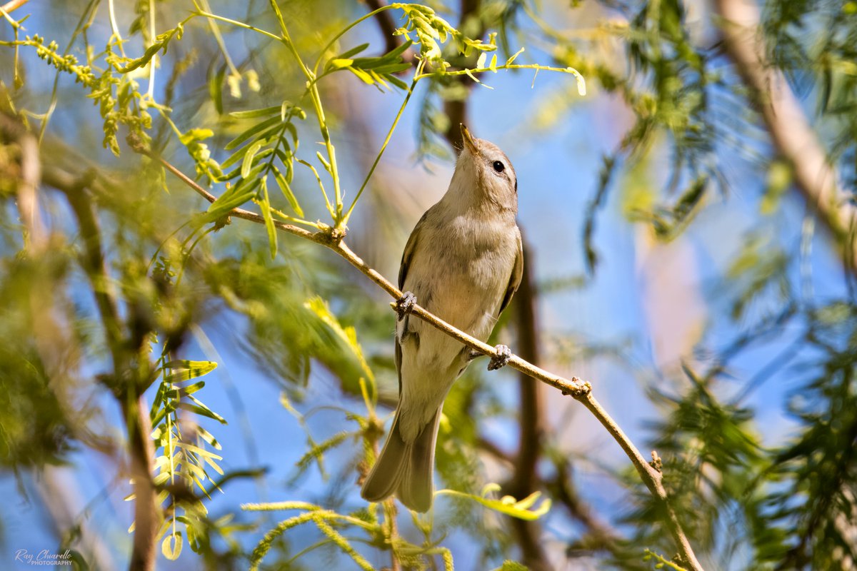 Warbling Vireo in my yard this morning. #BirdsSeenIn2024 #Birds #Birdwatching #MyBirdPic #Wildlife #Nature #Birding #BirdsOfTwitter #ElPaso #Texas