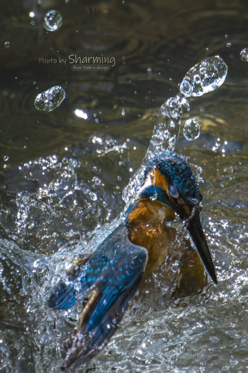 『離水した時の顔』 #カワセミ #Kingfisher #α1 #SEL100400GM #SEL20TC #Sony