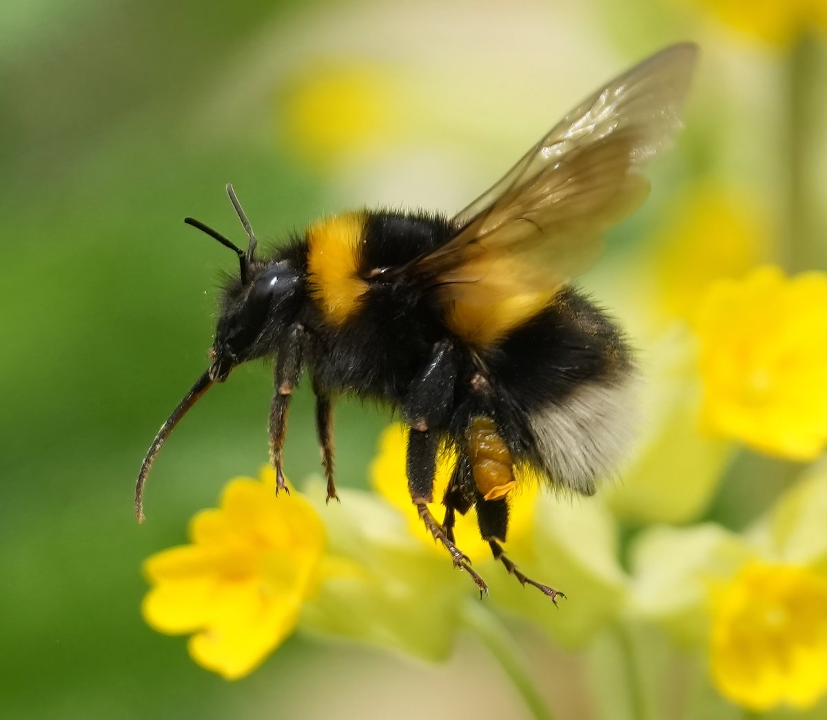 Bumbling en route to my cowslip. #TwitterNaturePhotography #TwitterNaturePhotography #bee #NaturePhotography #beeinflight #naturelovers #gardenphotography #amateurphotography #lovewhereyoulive