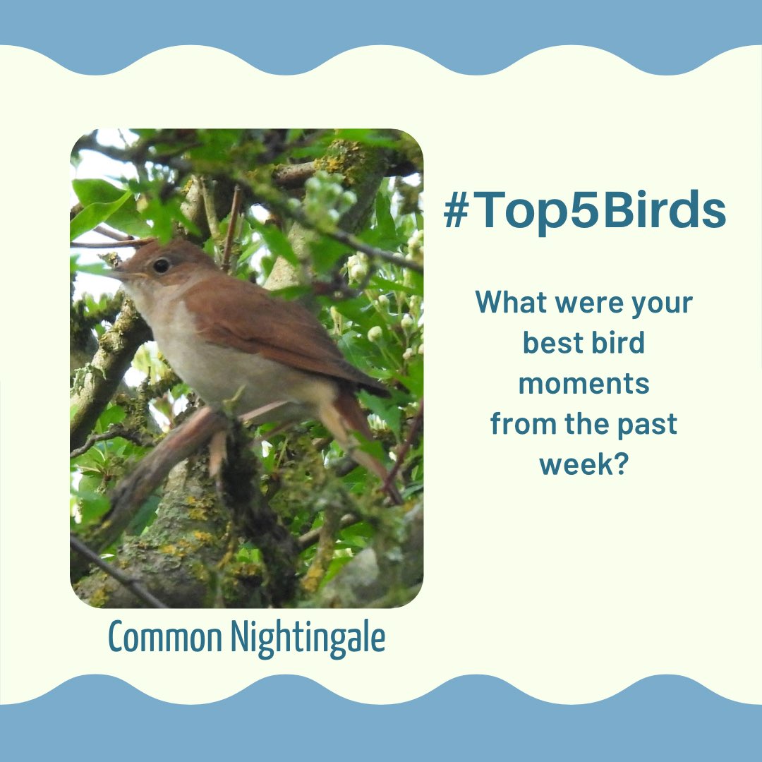 Tell me your #Top5Birds or bird moments from the past week. 

Mine - in Suffolk
1.Listening to Nightingales
2.Seeing a pair of Turtle Doves
3.Watching 2 Bitterns interact in flight
4.Stone-curlew at RSPB Minsmere
5.Seeing our first Swifts of the year!