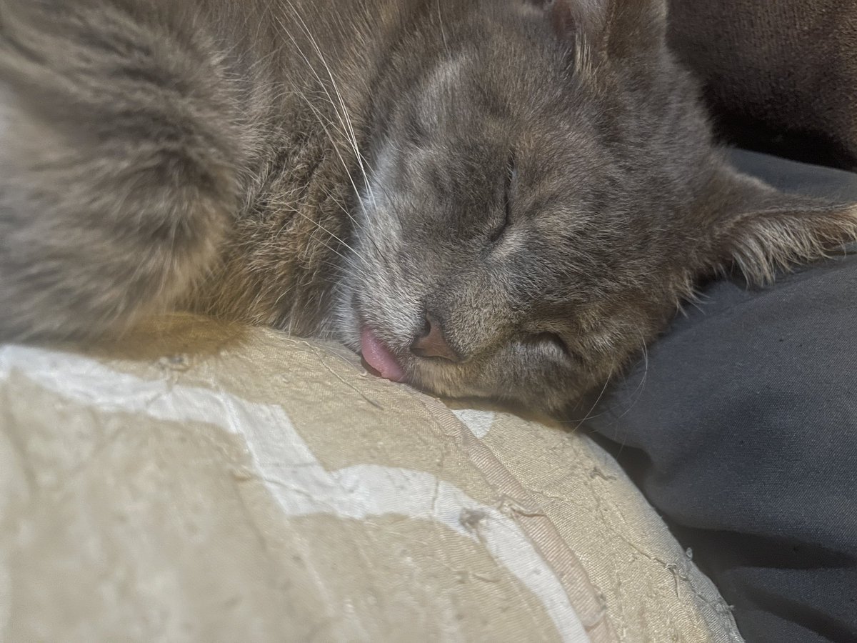 SimbasPrideFL's tweet image. Blep.