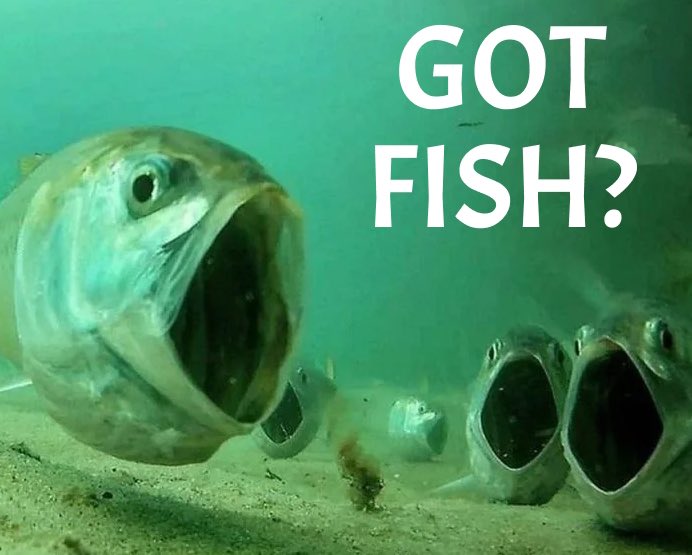 $GODLEN FISH tweet media