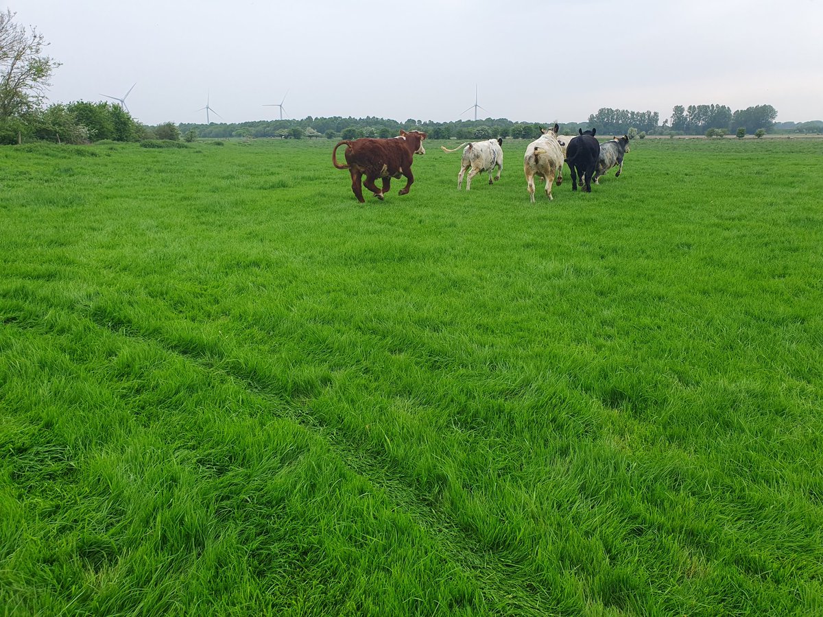 First cattle turned out today 🥳. Lambing has been taking priority the last month 😵‍💫😴🐑