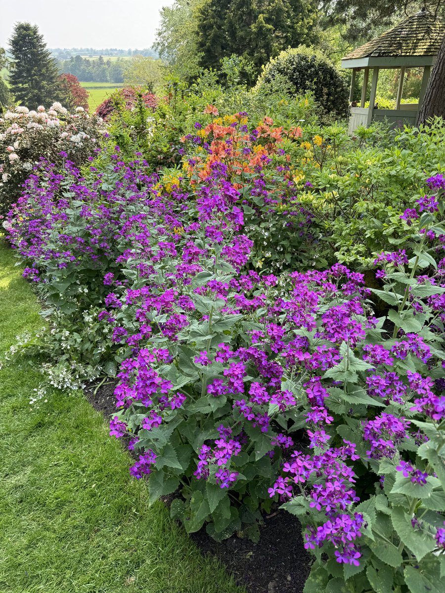 Honesty, Lunaria annua, providing a really bold splash of colour here #dorothyclive #GardeningX #GardeningTwitter
