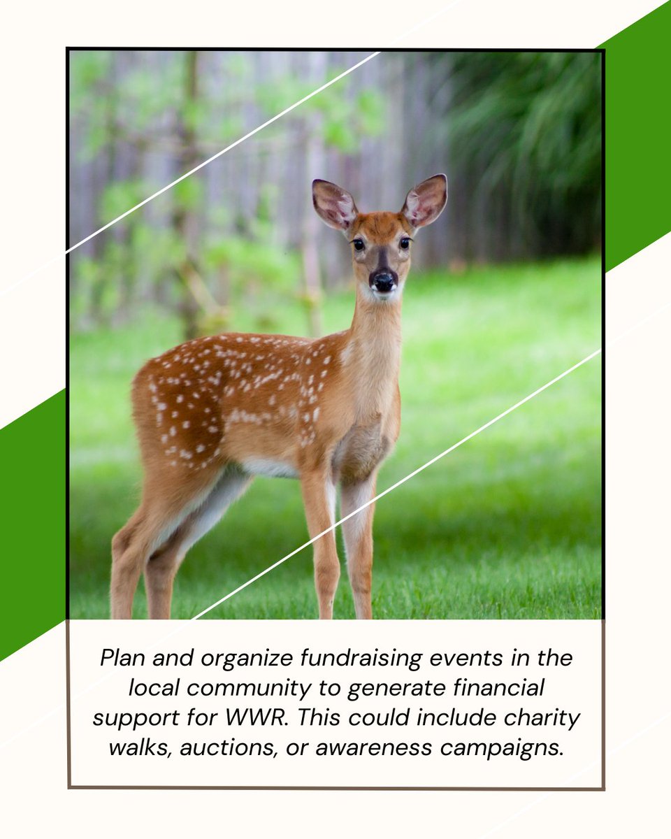 Fuel the mission of WWR through community-driven fundraising events, encompassing charity walks, auctions, and awareness campaigns . Explore further details at bit.ly/3vcbt7R. . #wwr #wolverinewildliferehabilitation #nonprofit #camdenmichigan
