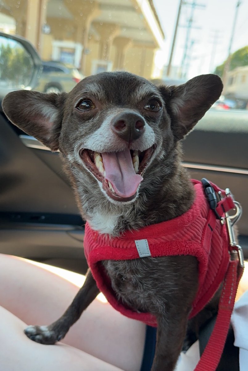 mmac515's tweet photo. Tulip is fired up and ready to see the Toy group compete tonight! #BestAtHomeContest https://t.co/mejSGx97U9