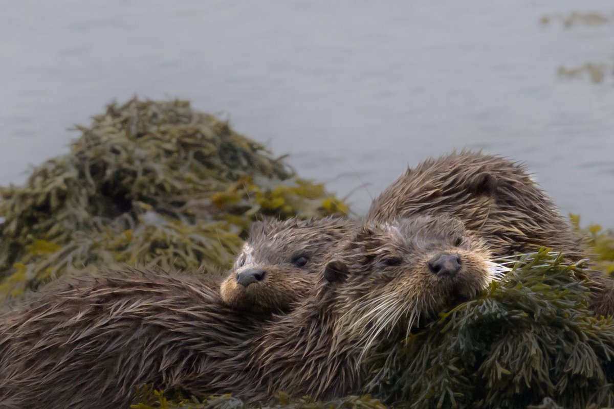 More to come, but just had to post my first Otter photograph. 
#IsleofMull #otter #mullwildlife #wildlifephotography #Springwatch #BBCWildlifePOTD