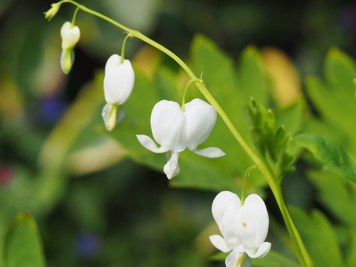My white bleeding heart, Lamprocapnos spectabilis 'Alba', has finally come into flower. #GardeningTwitter #GardeningX