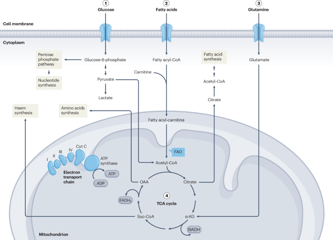 New content online: Mitochondrial function and gastrointestinal diseases dlvr.it/T6qsS2