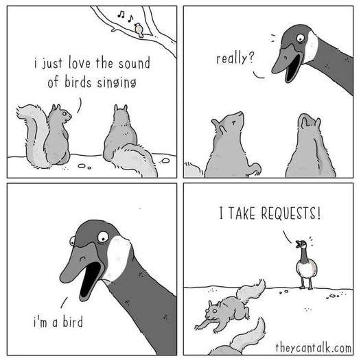 #Humour #Memes #birds #Canadagoose