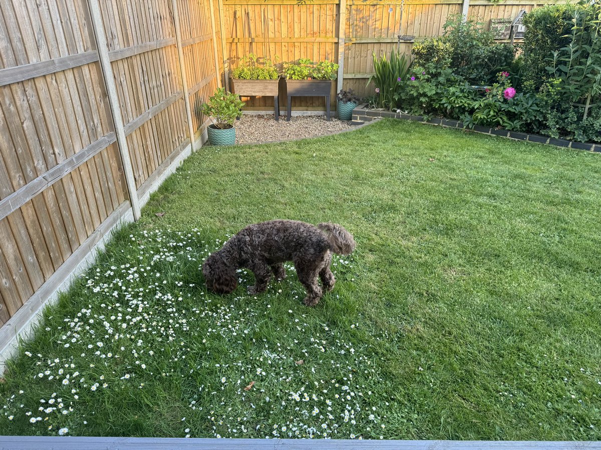 @GardensHour I’ve been pottering around the garden planting new plants. Also left a patch of grass for #NoMowMay and my dog seems to approve of it too
