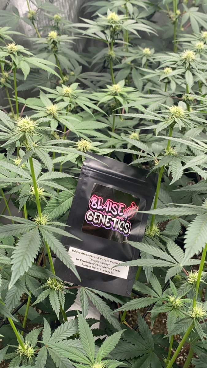 Let’s do a let’s do a random giveaway! This time the winner will be able to pick any 5 pack of ours themselves (all but purple epoxy) Enter by👇 ✅Follow @BlaiseGenetics ✅Like and share this post ✅Tag 2 fellow growmies Winner will be chosen Thursday!