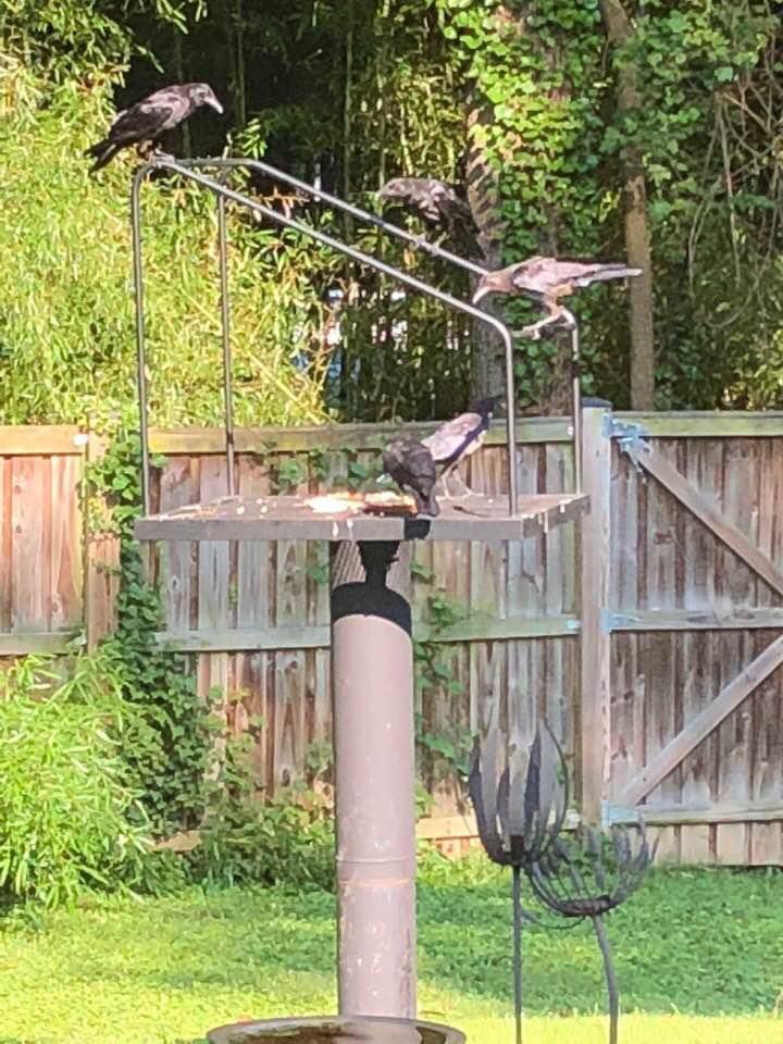 CrowFriendsNFT's tweet photo. 🐦‍⬛🏠🥜
Translation: “Murder Cafe” https://t.co/CJnRNST7ix