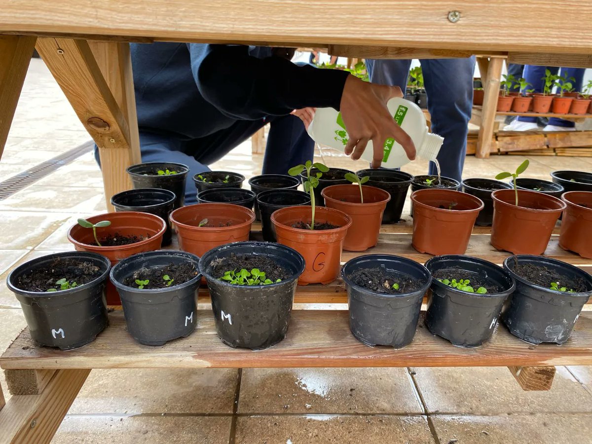 La cooperativa Violeta del Teide riega y mima sus plantas de cara al Mercado de Cooperativas. #proyectoEPE
.
.
#MomentosQueSonRegalos #OptimismoUrgente #EducaciónSecundaria