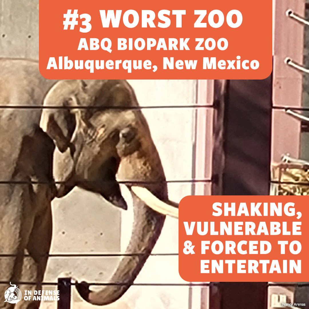 This zoo remains recklessly & cruelly committed to breeding Asian elephants even though every baby elephant born at the zoo in over a decade has died: bit.ly/3Wxqo8o Pls RT and support our work: bit.ly/3ws6bpX #10WorstZoos #CaptivityKills