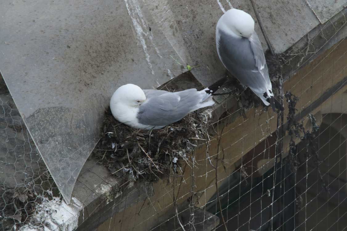 Monday, 13 May 2024. Nests progressing at Newcastle-Gateshead quaysides … see today’s photo of freshly built nest with adult at a quayside property (with poor deterrents). TKP and City Council can help to advise regarding deterrents. More owners need to engage with this process.