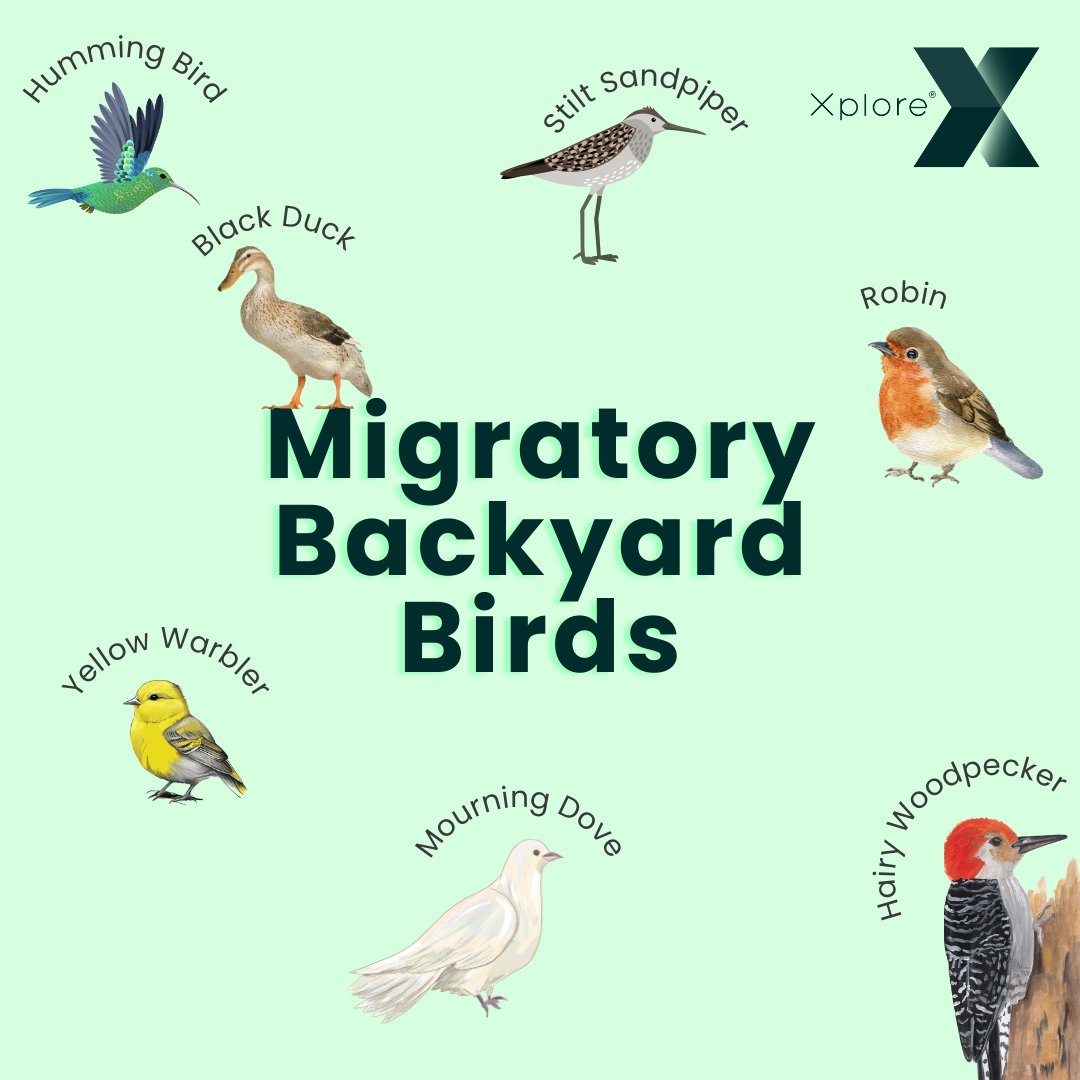 🐦 Grab your binoculars & spot some feathery travelers right from your porch! Just like these birds, we're constantly on the move to bring you faster Internet. 🌐✨#RuralSkies #FeatheredFriends #XploreCommunity #MigratoryBirdDay