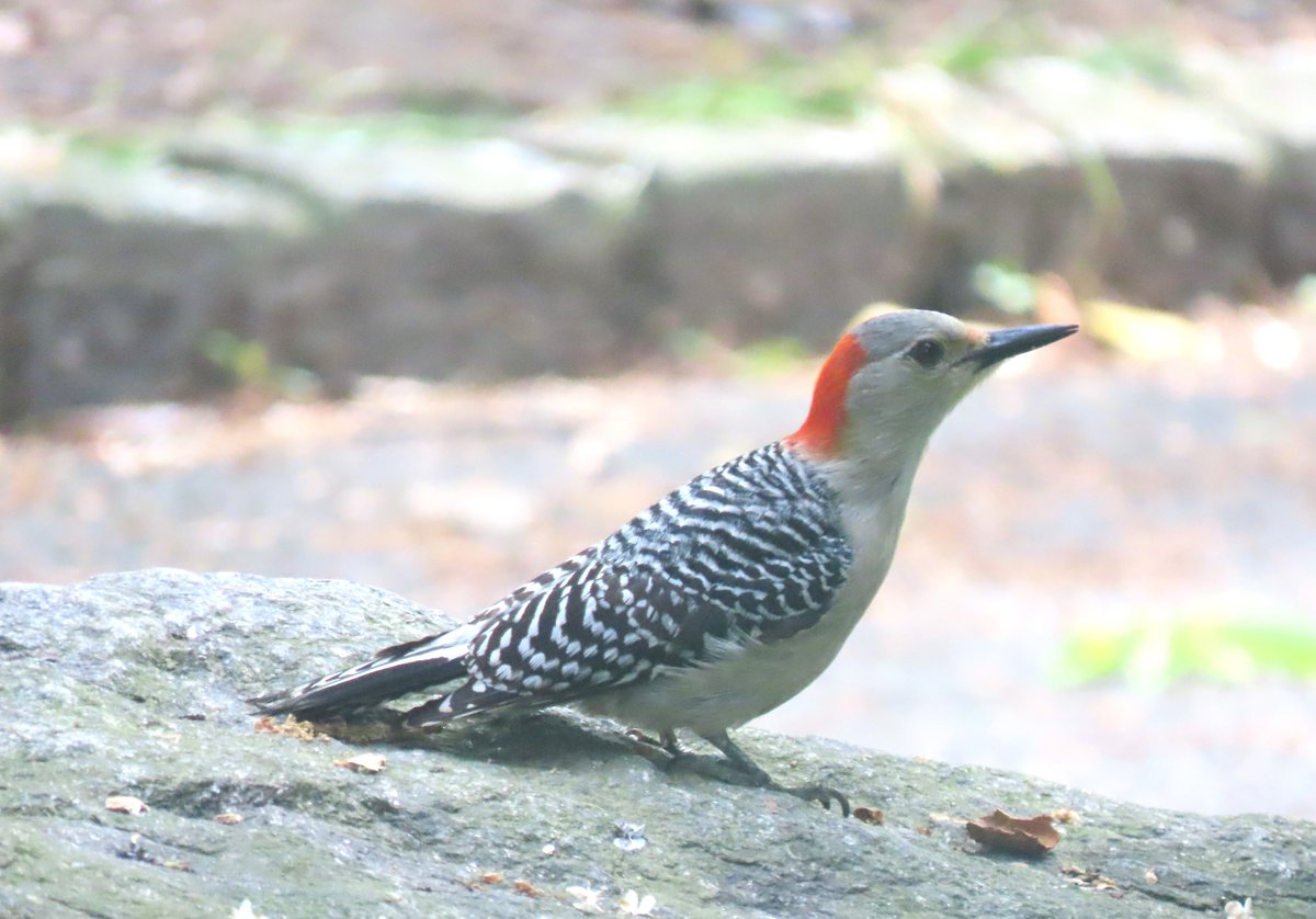 The female red-bellied woodpecker was near The Bonnefont (Fort Tryon Park).
@BirdCentralPark #birdcpp