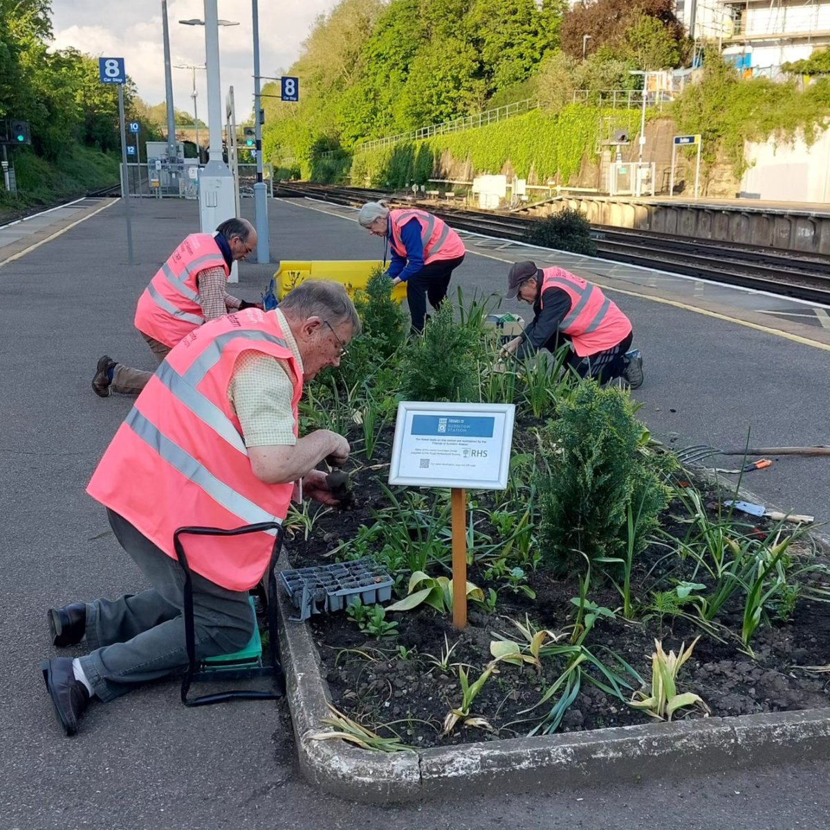 Our volunteers have been hard at work over the last week. Those platform flowers don't plant themselves, you know!

(Well, maybe some of the marigolds did this year...😆 )

#TrainStationPlants #TrainStationGardening #VolunteerPower