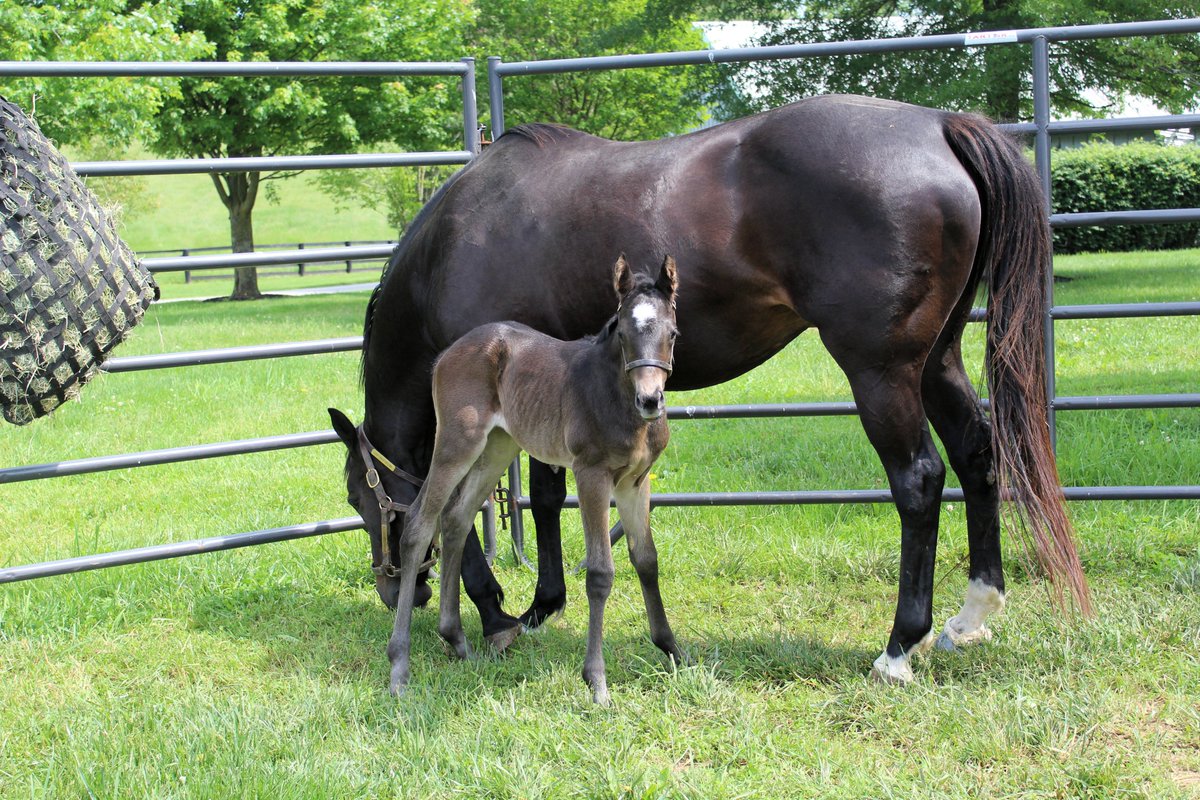 It was a busy night on the maternity wing @DenaliStud on Friday! Malibu Moon mare Scarlet Lips gave birth to an Uncle Mo colt before an hour later Harlan's Holiday mare Joe'sgoldenholiday welcomed a Mendelssohn filly. @coolmoreamerica