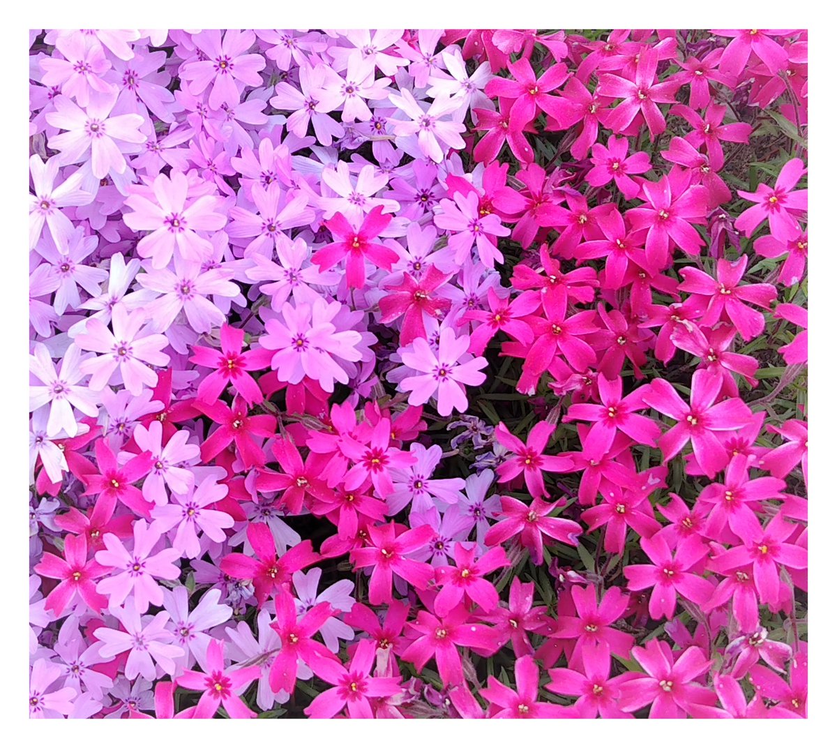 ☆おはようございます
☆5月14日
☆火曜日
#写真好きな人と繫がりたい 
#写真撮ってる人と繋がりたい 
#写真で伝える私の世界 
☆花が好き
#花が好きな人と繋がりたい 
#TLを花でいっぱいにしよう 
#キリトリノセカイ