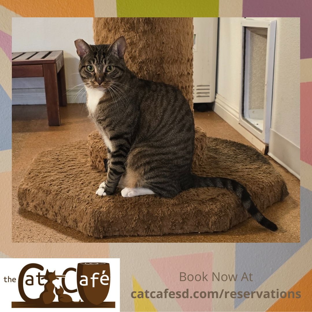 Handsome Deanie taking a look around the cat room. #catcafesd #catcafe #catsofsandiego #adoptdontshop #brownandwhitecat #gaslampsd #padrespets #rescuehouse #bondedpair