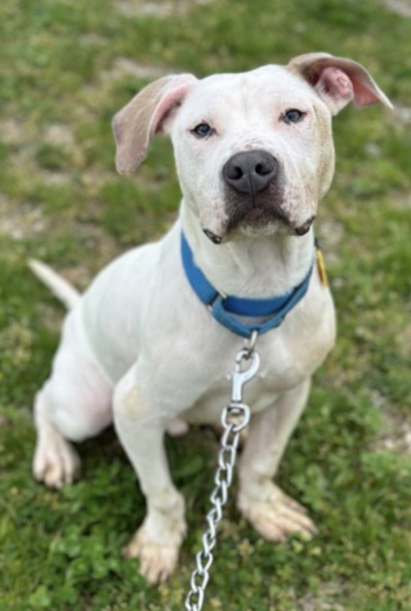 Lucky is a big dopey puppy who is addicted to attention. He will take all the snuggles you can give him! At around 8 months, Lucky has a wiggly, youthful energy. He has also been playful with other dogs so he might enjoy a buddy in his home! tinyurl.com/meetacitydog #adoptme