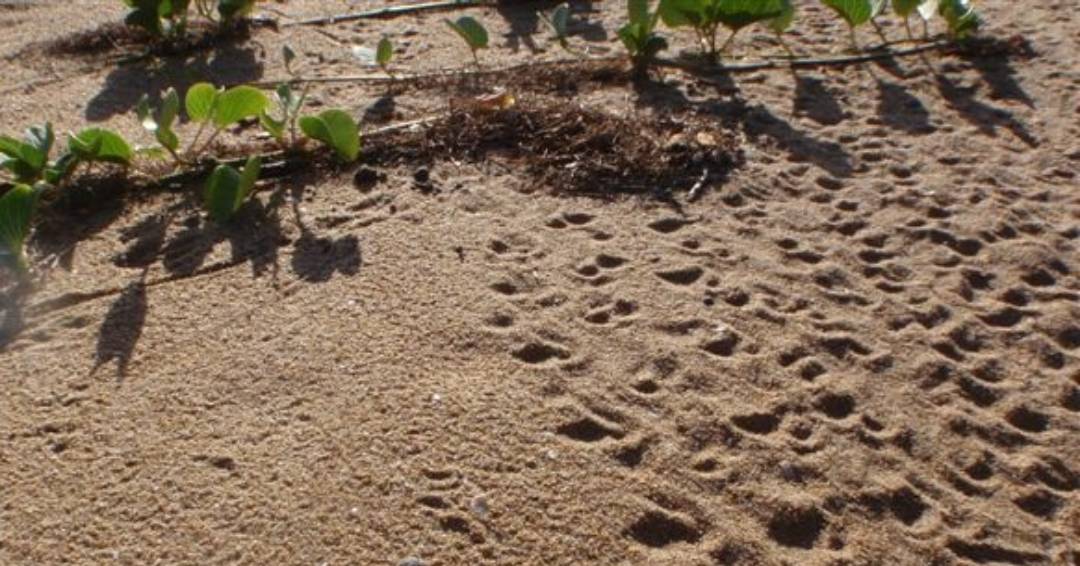 We've cropped out the beach lover who left these tracks. Can you guess which animal it is? 👀 📸 Mat McLean 📍 Reedy Creek Reserve, Bailai, Gooreng Gooreng, Gurang & Taribelang Bunda Country, QLD #trackTuesdays #Australianwildlife #conservation #trackdetective