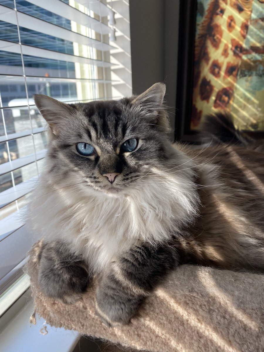 vodkarb's tweet photo. I look like my cat in human form https://t.co/0gFnyejtWp