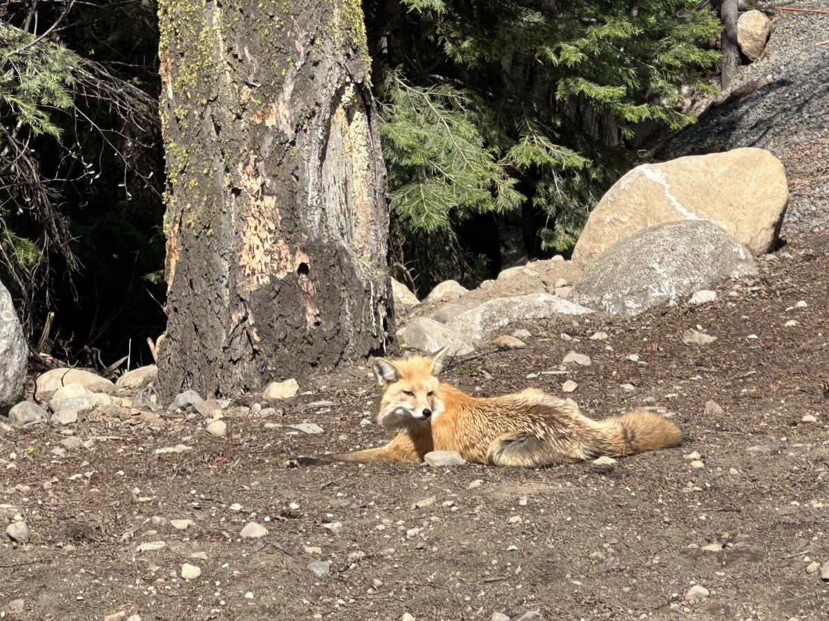 New neighbor. #mountainlife #wildlife #fox