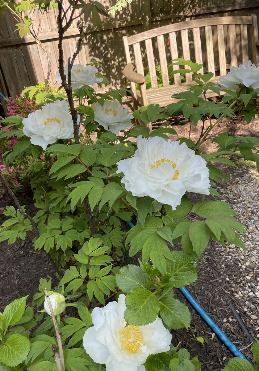 Peony tree ( really a bush)
Saturday, Sunday, Monday. 
The pure beauty!
#NurtureNature and notice wherever you go. It’s there. 
#wtpBLUE 
#wtpEARTH