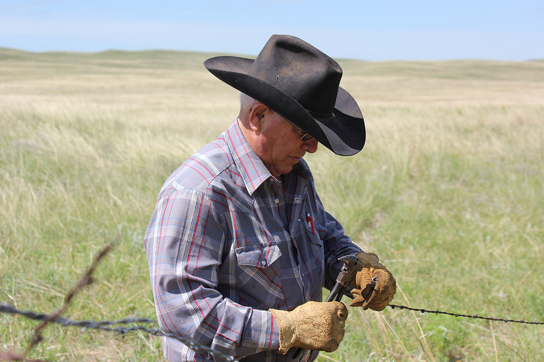 After this spring’s severe weather, fencing repairs are a priority for many producers. This article looks at considerations when you assess fence damage, the fence law & available assistance. » ow.ly/egu650RENo5 #NebExt #ag #Nebraska #farmmanagement #naturaldisasters