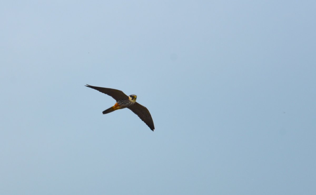 Hobby Somerset levels