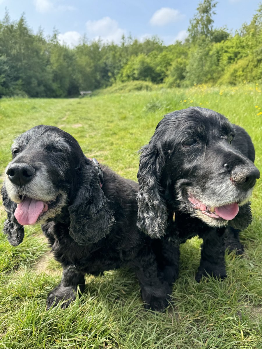 MarkHayes74's tweet photo. RIP Charlie Boy, best service dog a man could wish for xxxx🍷🏴󠁧󠁢󠁥󠁮󠁧󠁿 https://t.co/fhzJPy3zEp