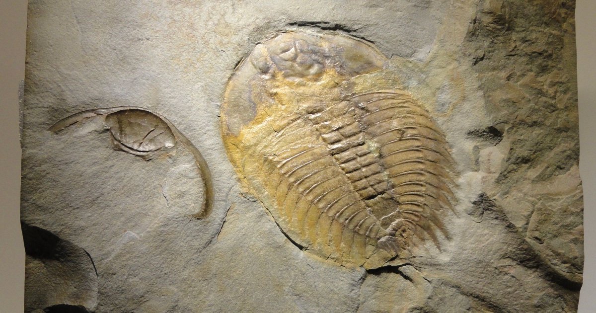 Discontinuities in the Fossil Record - A Problem for Neo-Darwinism buff.ly/3UFDq0P