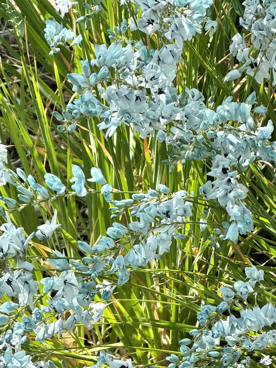 jennycohn1's tweet photo. Wow these flowers in my neighborhood are such a pretty color! https://t.co/YNQga6fIvh