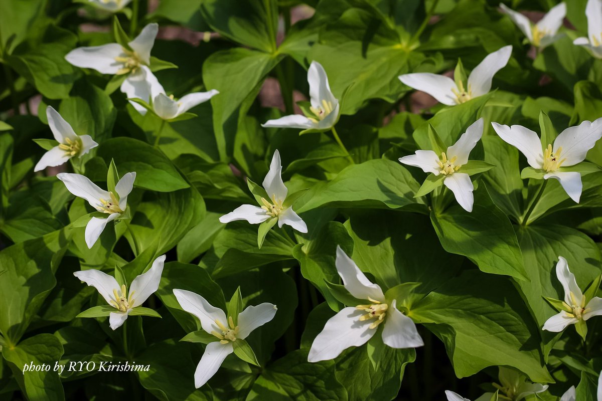 答弁する花
野次を飛ばす花

#北海道大学植物園 #オオバナノエンレイソウ #花 #カメラ散歩 #photo #flower #nature #写真撮ってる人と繋がりたい #花好きな人と繋がりたい #ファインダー越しの私の世界 #レンズ越しの私の世界 #キリトリセカイ #ダレカニミセタイハナ