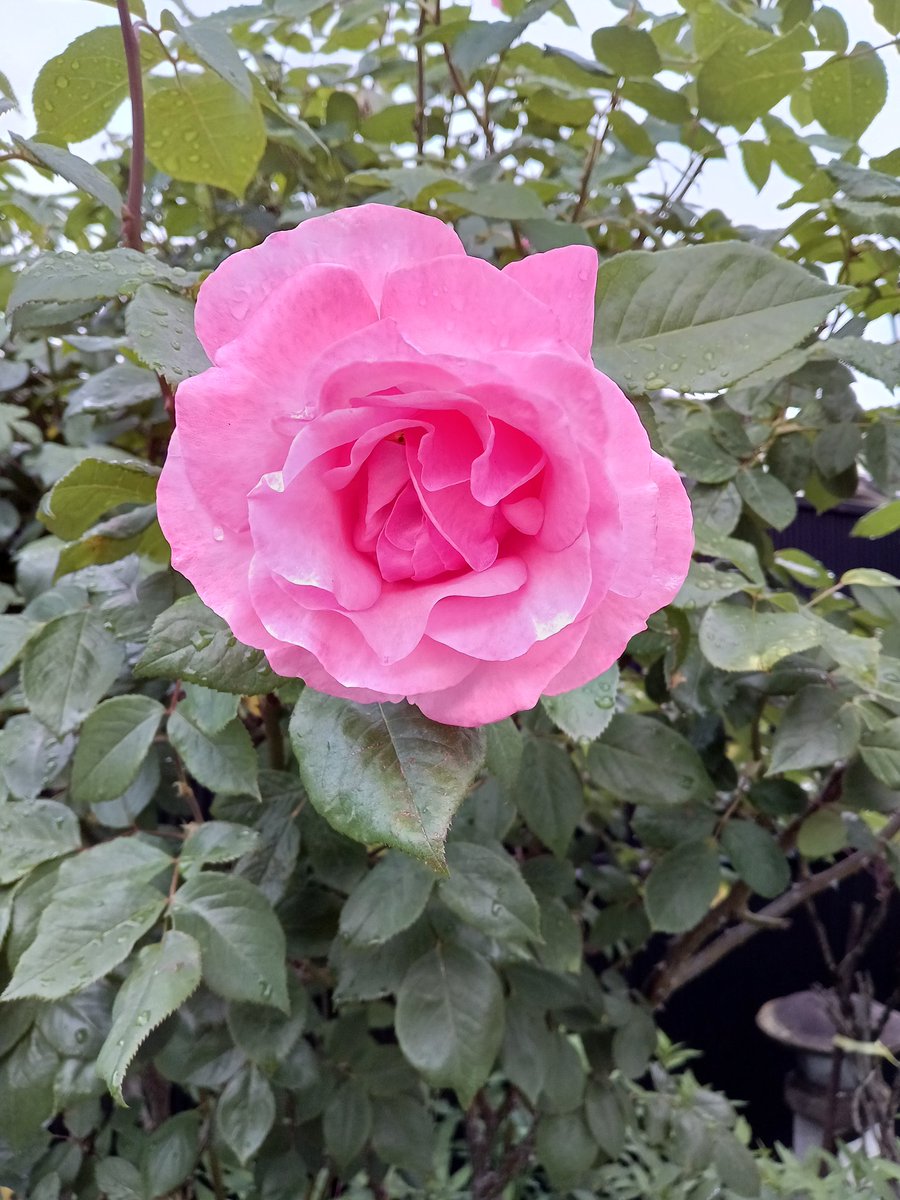 雨上がりの薔薇