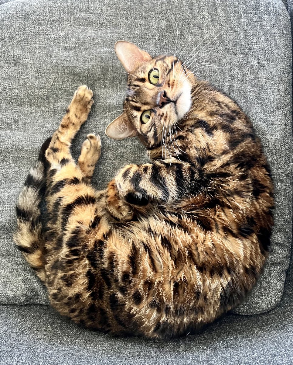 愛嬌のあるお顔だこと🤭
いつも笑わせてくれてありがとう🤣

#ベンガル猫　#猫好きさんと繋がりたい　#ねこのいる生活　#ねこのいる暮らし　#きぬワサビ