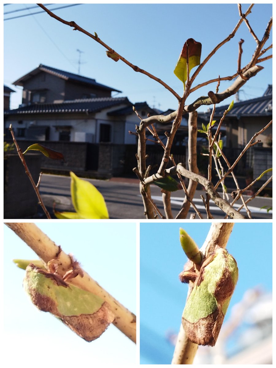 おはようございます。
愛媛県松山市は雲一つない快晴☀気持ちの良い朝。
庭の植物
🌿ユリまだかな？とマイあさ、見てる…
🌿ゼラニウムとベゴニア
🌿ツバキの枝に新芽と思ったら、どうも違う。ヒロヘリアオイラガ。「イラガ」の成虫でした！即、退散いただく。
今日も元気でいきましょう🍀
#マイあさ