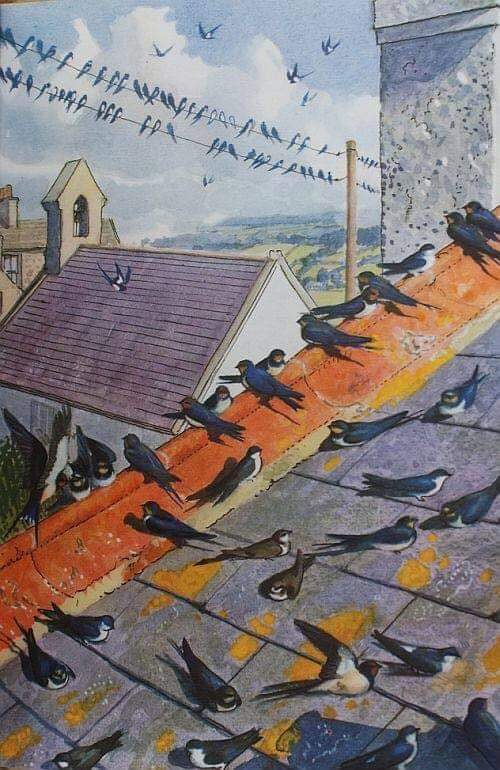 Swallows Ladybird book cover by Charles Tunnicliffe