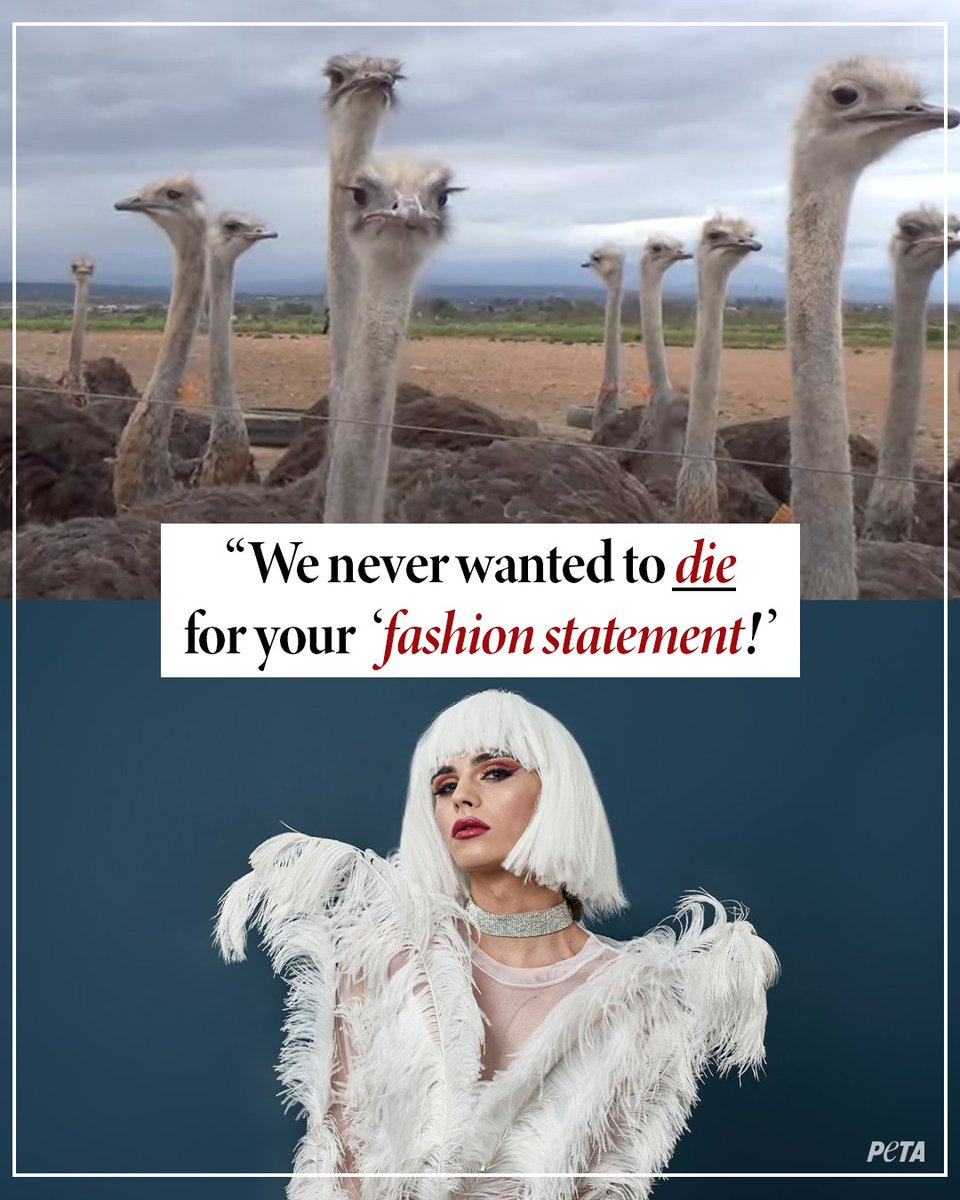 Did you know some of the feathers you see on dresses like this were likely violently ripped out of a fully conscious, terrified ostrich? They’re often killed shortly after for meat or leather 😢 Don’t bury your head in the sand, take action for them ➡️ peta.vg/3vxh