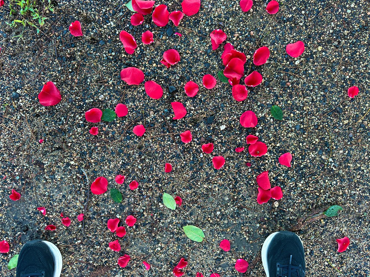 subbie's tweet photo. It's just so lovely #running here! Random petals a treat at the end. ❤️ #BayRun https://t.co/uhU7vUg2WQ