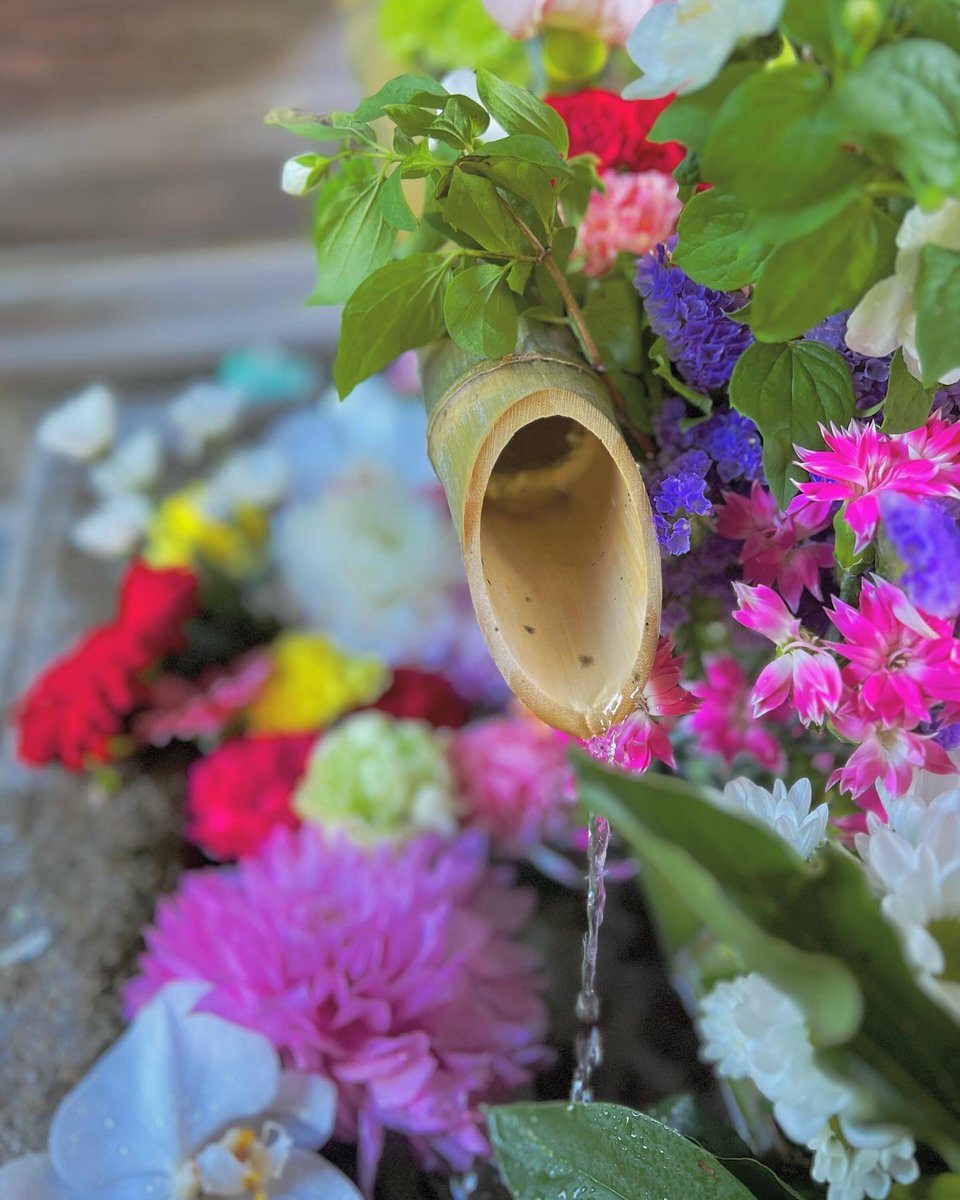 本日花手水のお花を入れ替えました💐
今回も様々なお花が入っています。
皆様の御参拝お待ちしております。
参拝時間:10:00〜16:00

#京都 
#勝林寺 
#花手水
#shourinji 
#kyoto
#hanachozu