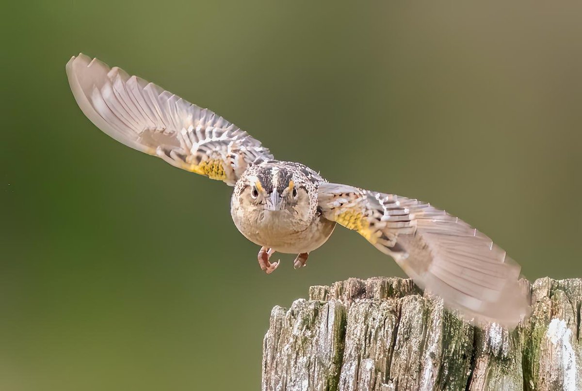 For our May trip we're in #Ontario #Canada for the great North American spring migration rush.    

Warblers get top billing but the sparrows are great too.  #PointPelee, #LongPoint, #Rondeau 

Photo : Grasshopper Sparrow by group member Bob Martin