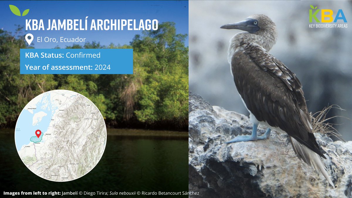 📍 #KBA Jambelí Archipelago, Ecuador 🇪🇨 ✅ Located off the coast of El Oro province (southwest Ecuador) ✅Mangroves and other brackish habitats species thrive in this region ✅ Rocky cliffs and walls in the area serve as stopover sites for pelagic and shore birds #30DaysofKBAs