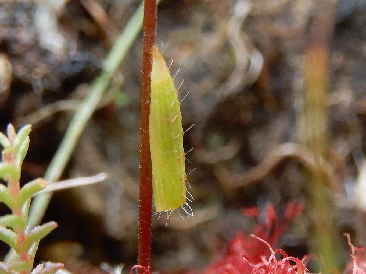 <a href="/jallinson/">Judith Allinson</a> <a href="/KeasdenKate/">Kate Jennings 💙</a> <a href="/Conservatives/">Conservatives</a> <a href="/pow_rebecca/">Rebecca Pow</a> <a href="/RishiSunak/">Rishi Sunak</a> <a href="/SteveBarclayMP1/">SteveBarclayMP</a> Lest we forget the delightful Buckleria paludum aka Sundew Plume Moth, a rare #ThorneMoors SSSI special 🙂Totally dependant on Sundew which grows on functioning peat bogs👍 Go #PeatFree &amp; ban the sale of peat to help challenge #ClimateEmergency NOW